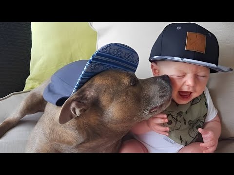 Quand votre chien est la meilleure nounou !