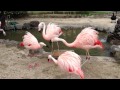 Flamingo Fight 喧嘩するフラミンゴ