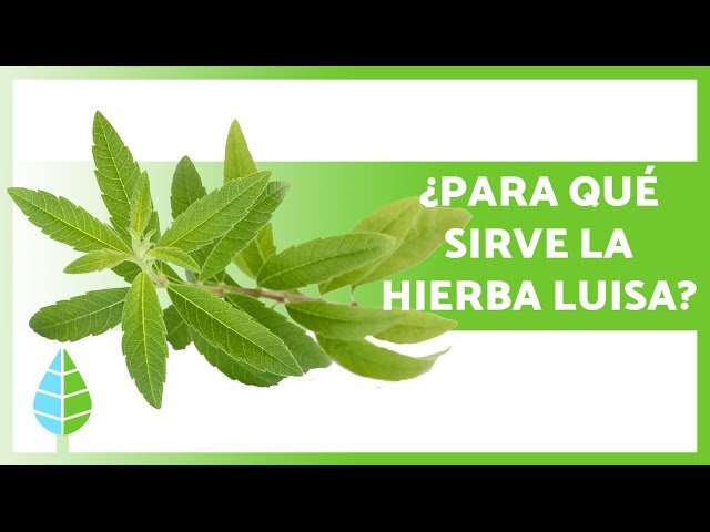 Vídeo relacionado con REPLANTEA Infusión de Hierba Luisa Ecológica 100g | Hojas Cortadas para Infusion | Té Digestivo y Relajante | Aroma Intenso a Limón | Aloysia Citriodora a Granel