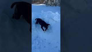 Video preview image #1 Australian Shepherd-Unknown Mix Puppy For Sale in Wakefield, RI, USA
