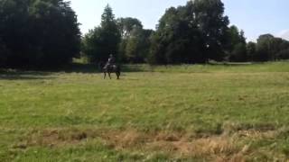 Roan mule "Pluto" for sale