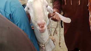 Bakra Mandi Pakistan | Dumba Mandi Pakistan | Chhatra Mandi Pakistan | Mall Maweshi Mandi Pakistan