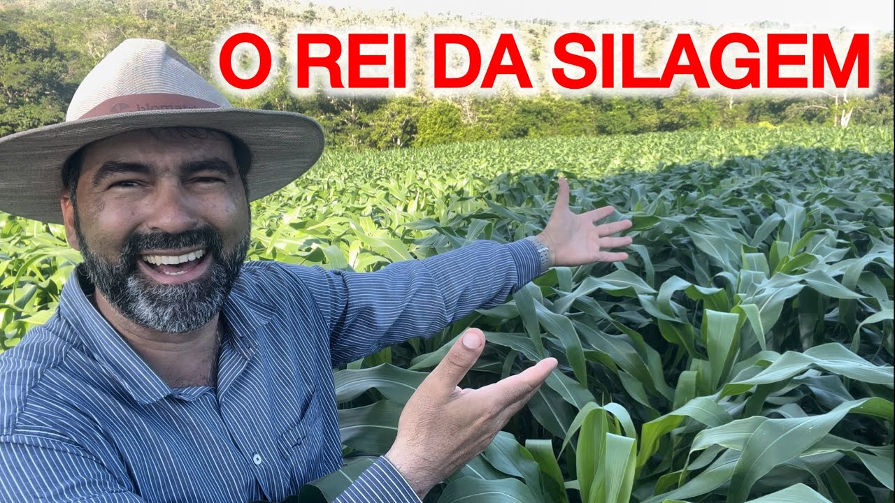 ESSE VEIO PRA FICAR | 30 DIAS DE PLANTADO E OLHA O TAMANHO DESSE MILHO