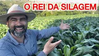 ESSE VEIO PRA FICAR | 30 DIAS DE PLANTADO E OLHA O TAMANHO DESSE MILHO