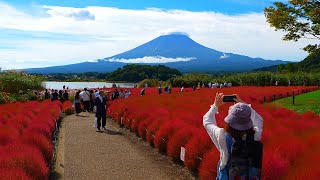 Download the video "The kochia at my local Kawaguchiko Oishi Park has turned bright red!"