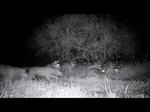 Einzigartige Dokumentation: Wolfsrudel auf Biber-Jagd!