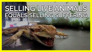 Stores That Sell Live Animals Are Complicit in Their Suffering