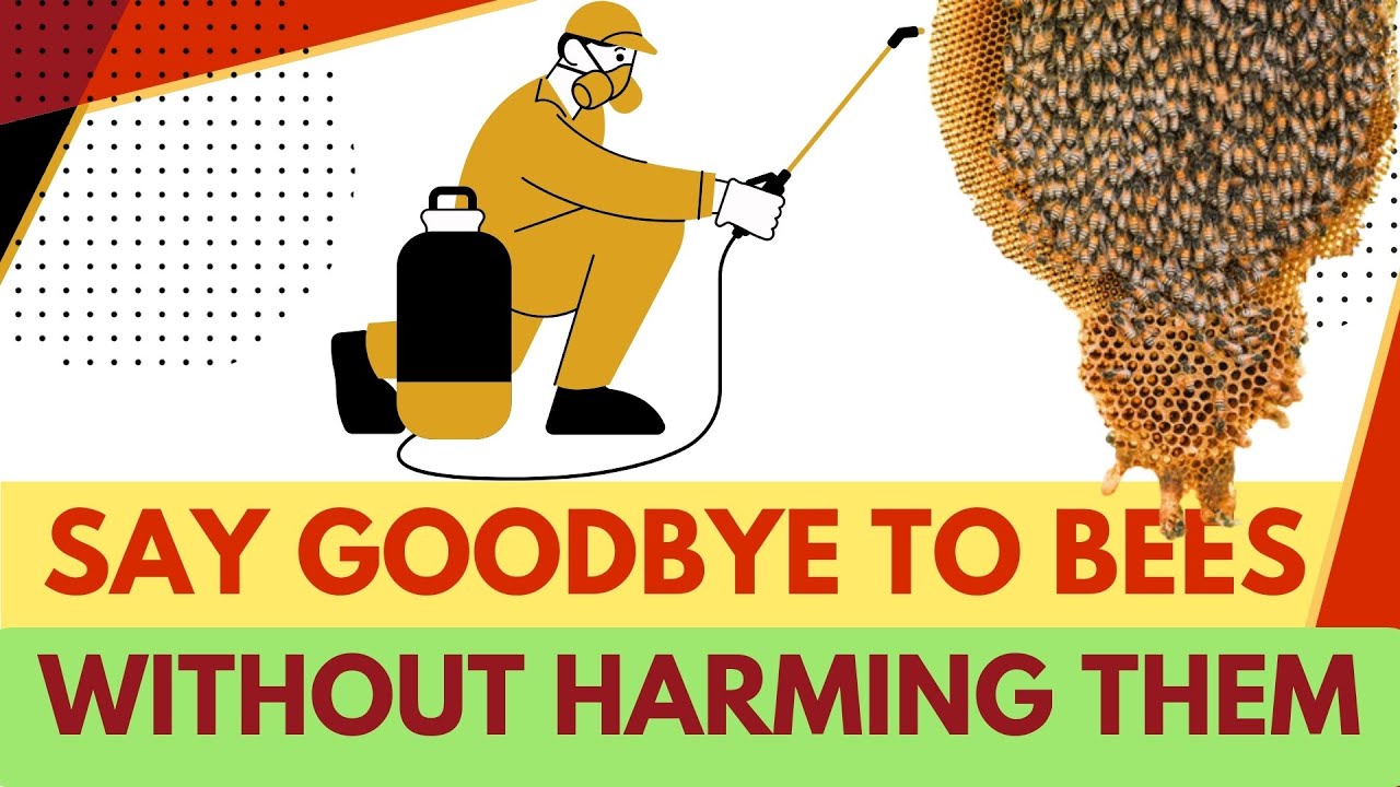 How do you get rid of a bees nest without killing them?