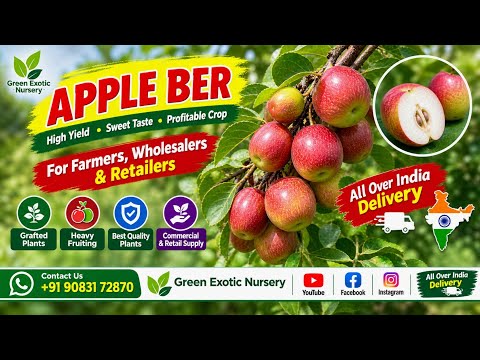 🍏 Green Apple Ber & Bal Sundari Apple Ber | Premium Apple Ber Plants | 5 Varieties Available in I...