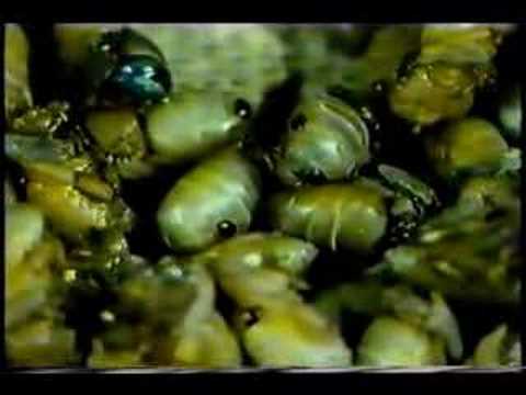 Kezelés parazita fekete magolajjal helminták és a legegyszerűbb kezelés