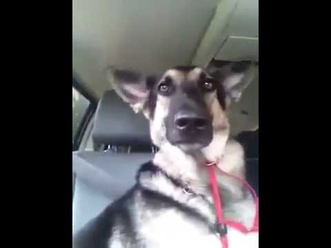 VIRAL! Mori de r&acirc;s dacă vezi ce face cu urechile! Nu mai vezi așa ceva &icirc;n viața ta!