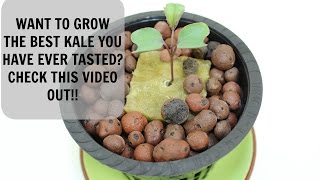 Homemade Hydroponics System | DWC Kale Grow Update #2