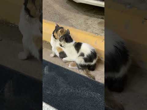 How the cats do their love making?