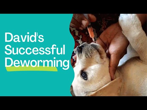 Best puppy dewormer | Deworm Safely | David