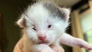 My Kitten Was Born With NO Eyes?!