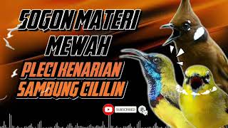 Download lagu MASTERAN SOGON ‼️ MATERI MEWAH | PLECI KENARIAN SAMBUNG CILILIN!! #sogon #sogongacor #sogokontong mp3