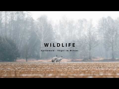 Wildlife Fotografie - Spreewald - Vögel im Winter