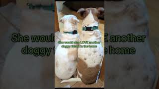 Video preview image #1 Pug-Unknown Mix Puppy For Sale in Boonton, NJ, USA