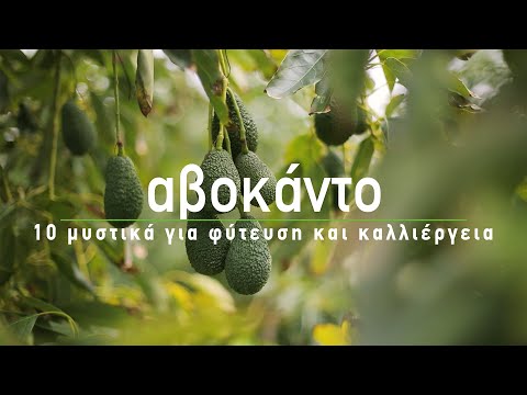 , title : '🥑 Αβοκάντο: 10 μυστικά για φύτευση και καλλιέργεια - How to Grow Avocados (English subs)'