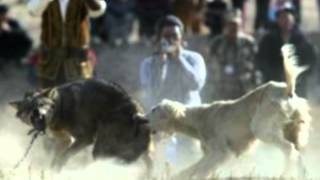 Animal cruelty towards wolves