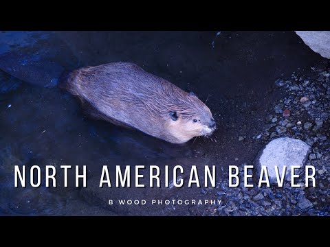 Bobor kanadský (Castor canadensis) — život v rieke