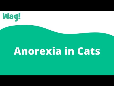 Anorexia in Cats | Wag!
