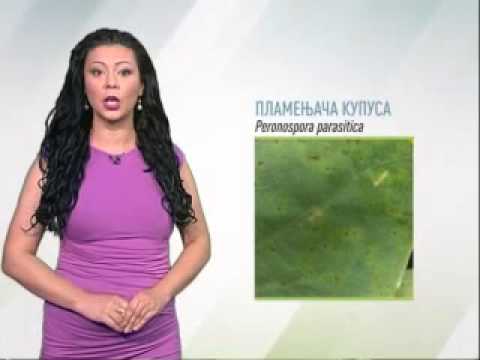 Zelena prognoza 16.6.2014. - Stanje u usevima kupusa