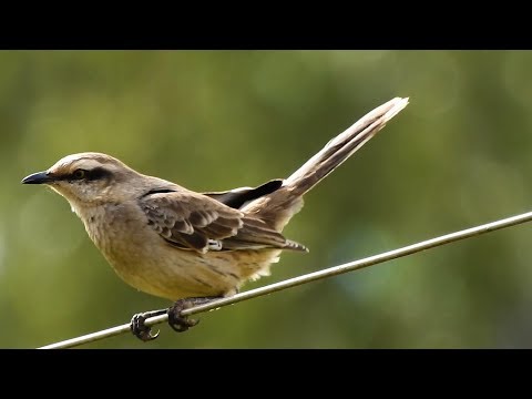 Spevák obočnatý (Mimus saturninus) — starostlivosť, voliéra a kŕmenie