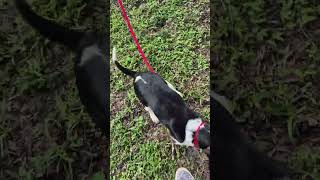 Video preview image #1 Beagle Puppy For Sale in Dunnellon, FL, USA