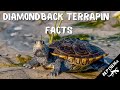 Diamondback Terrapin Facts and Information