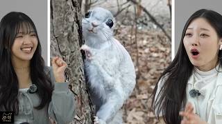 Download lagu Koreans React to CUTE ANIMALS | CY mp3 Download lagu Koreans React to CUTE ANIMALS | CY mp3