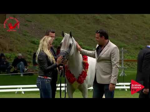 Bollerup 2018 - Promo