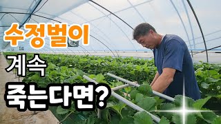 수정벌이 계속 죽는다면 이것으로 해결?