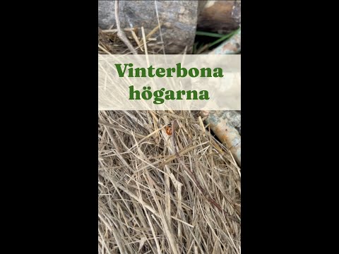 Vinterbona högarna - Trädgårdshacks med GardenR
