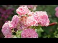 Blooming Beauty The Timeless Story Of The Rose