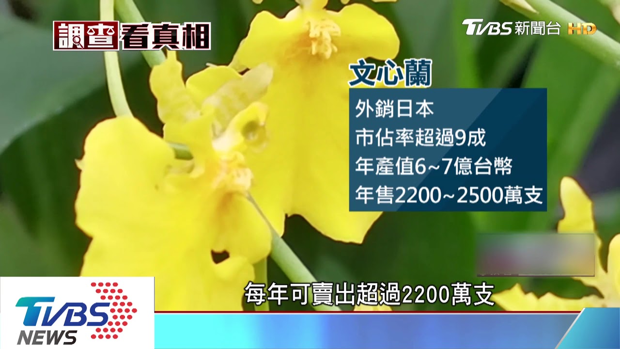 台文心蘭吃日本市場 7億產值傲視全球