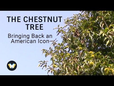 The (Darling 58) Chestnut Tree: Bringing Back an American Icon | William Powell | Stories of Impact