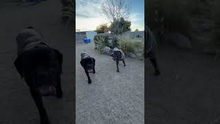 Video preview image #1 Mutt Puppy For Sale in Goodyear, AZ, USA