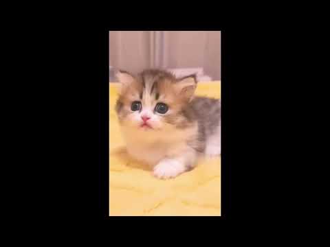 Try Not to Laugh‼️nicht lachen‼️no reír‼️не смеяться‼️ne pas rire‼️ikke å le