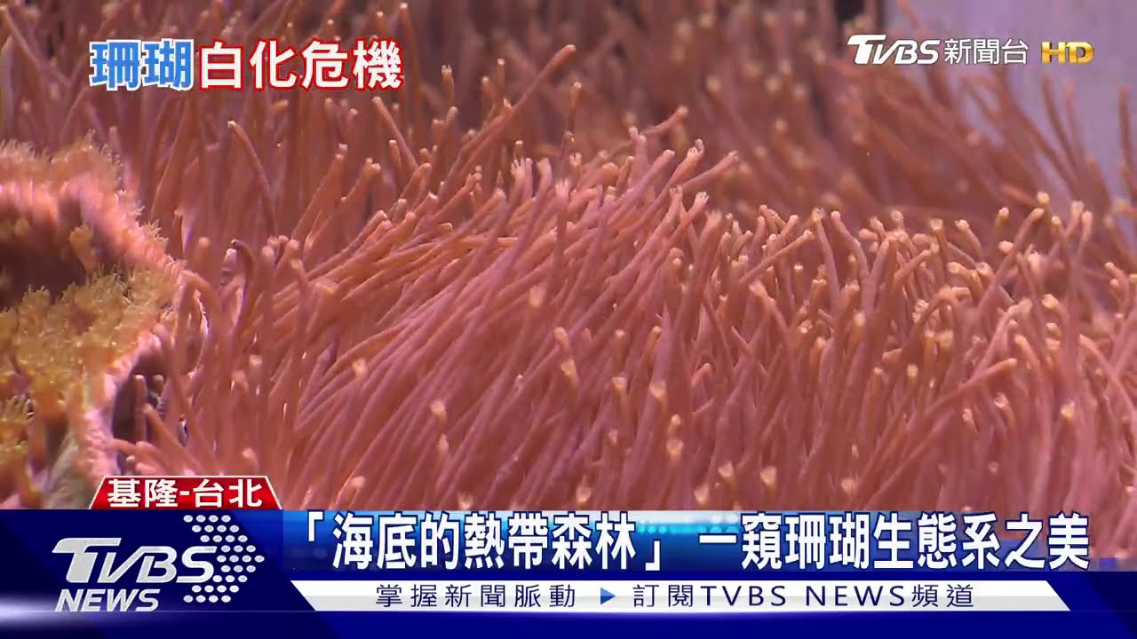 東北角、墾丁、蘭嶼都淪陷 台灣正面臨20年最嚴重珊瑚白化危機