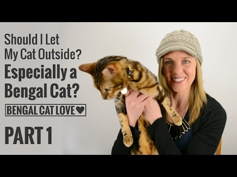 Should I Let My Cat Outside? Especially a Bengal Cat? PART 1 (AUDIO CORRECTED)