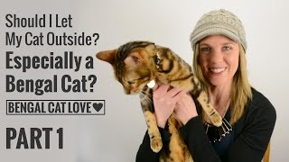 Should I Let My Cat Outside? Especially a Bengal Cat? PART 1 (AUDIO CORRECTED)