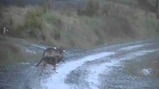 wolf outside our house