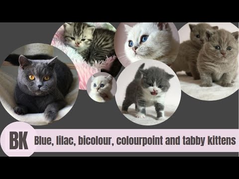 British Shorthair Kitten Colours: Blue, Lilac, Bicolour, Colourpoint and Silver Tabby