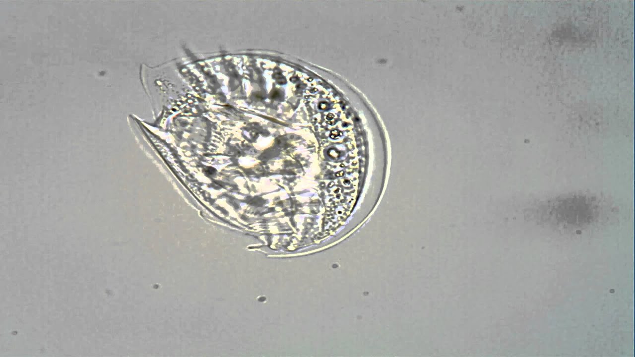 Marine <em>Aspidisca</em>