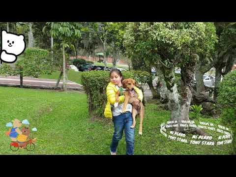 Tony Stark es mi perro y hoy se los presento - Luciana Jula