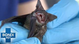 Tiny Bat Covered In Oil Could Poison Itself | Bondi Vet S6 Ep2