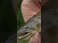 Mousing HUGE Dolly Varden’s in this Small Stream! #flyfishing #troutfishing