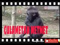 SIDIMPUAN DUBBING 2020 CULAMETAN METMET SIDIMPUAN DUBBING 2020 CULAMETAN METMET