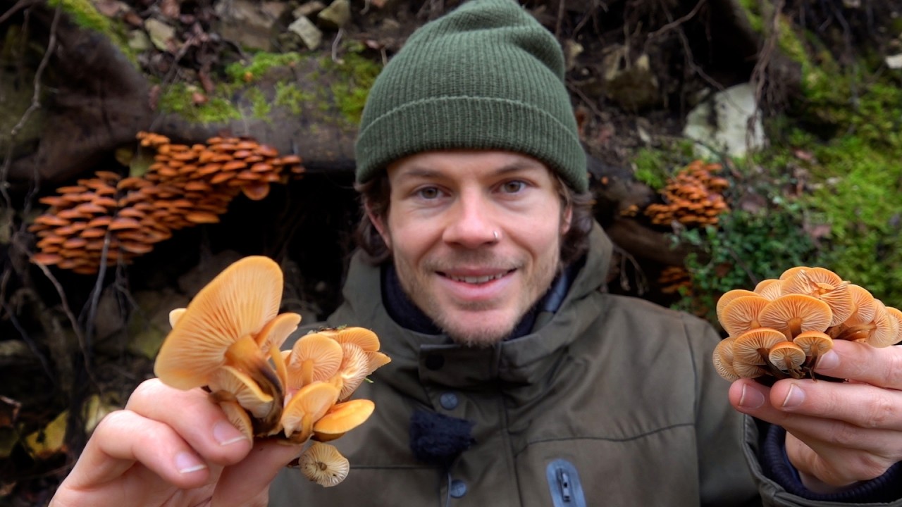 A psychoactive beer plant, chaga and lots of winter mushrooms